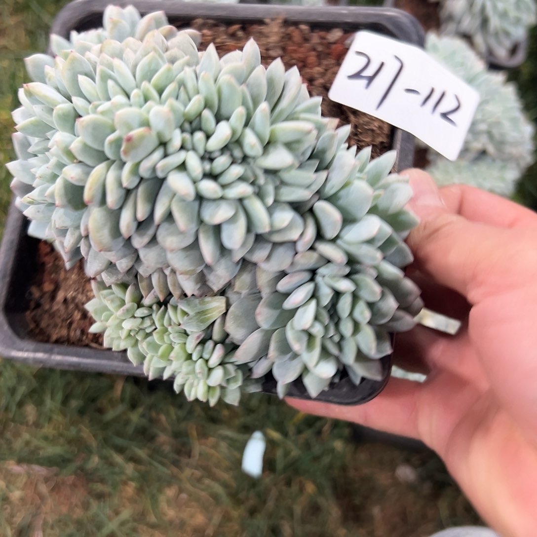 217-112叶插橙子缀化多肉