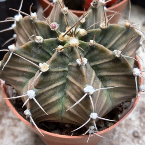 肋骨牡丹锦仙人球8米仙人球