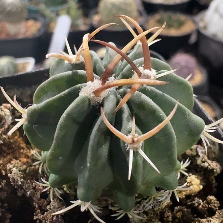 龙剑丸实生仙人球