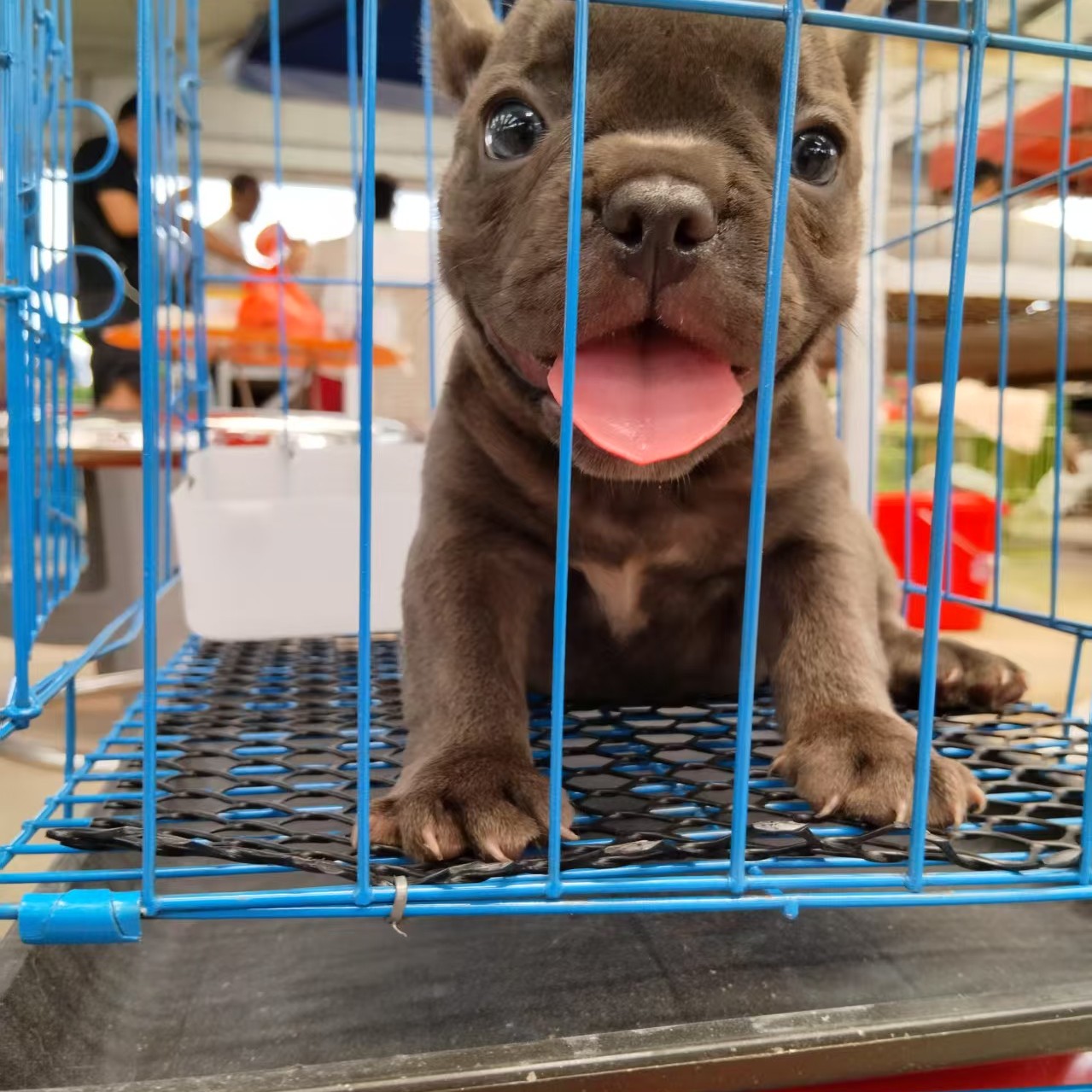 宠物狗狗法牛巴哥折叠铁丝笼子定制