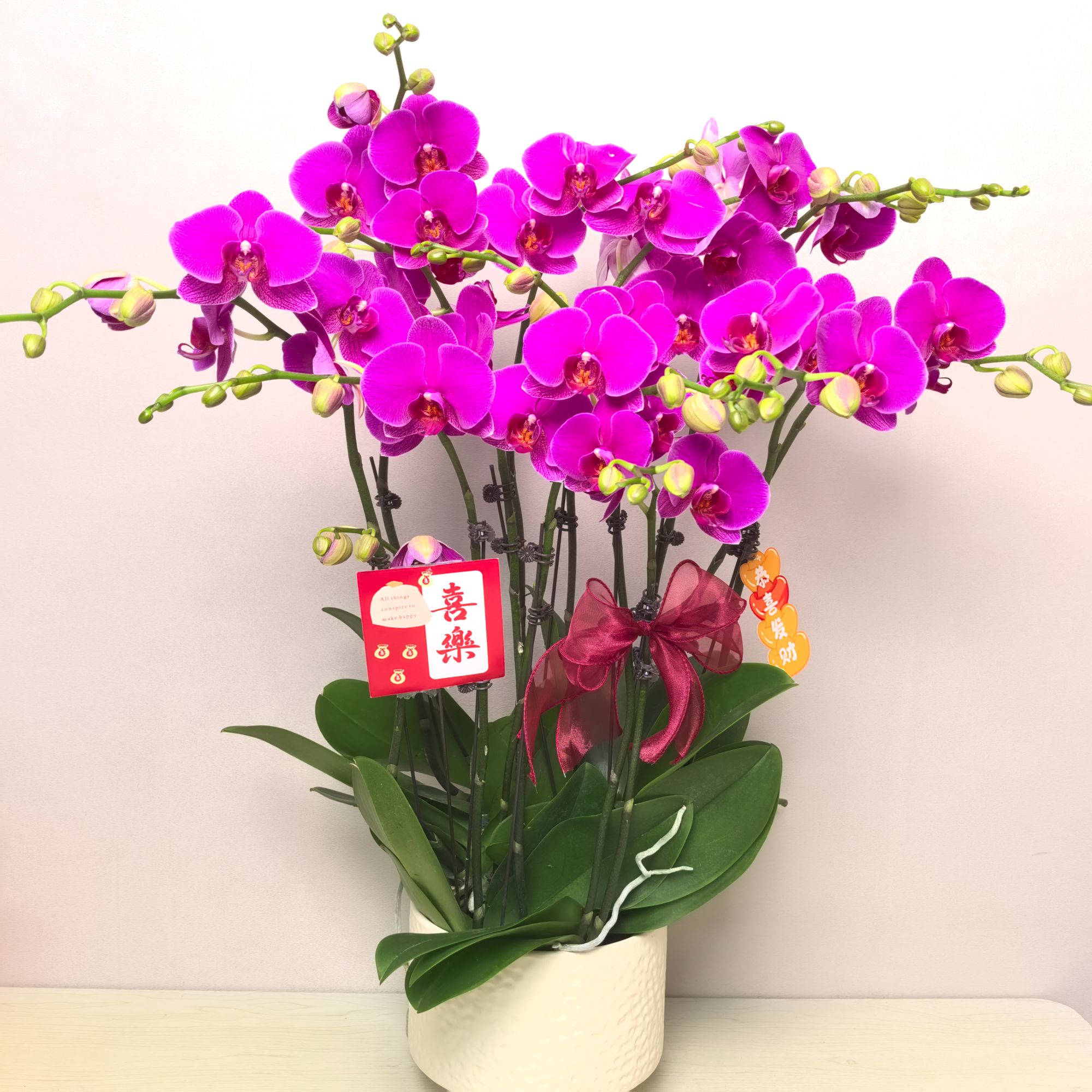 蝴蝶兰《恭喜发财》精品红色系 室内高端花卉   基地直发