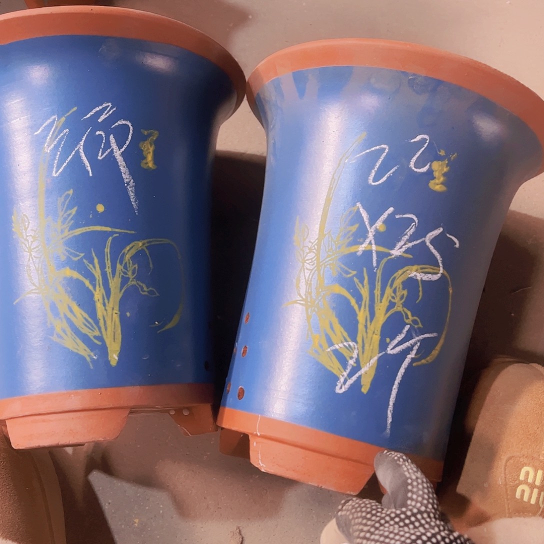 紫砂9号…………………………………………