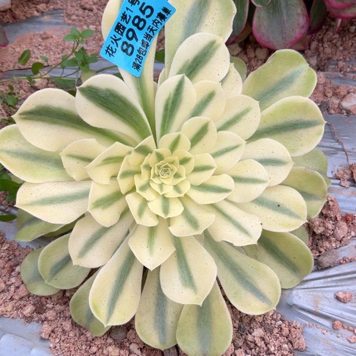 绿豆沙变8985多肉植物