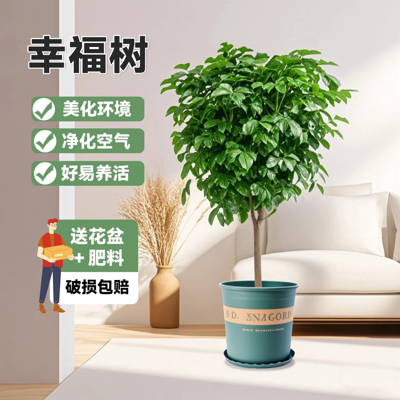 单杆70-80cm棒棒糖幸福树盆栽客厅净化空气四季常青植物绿植耐看