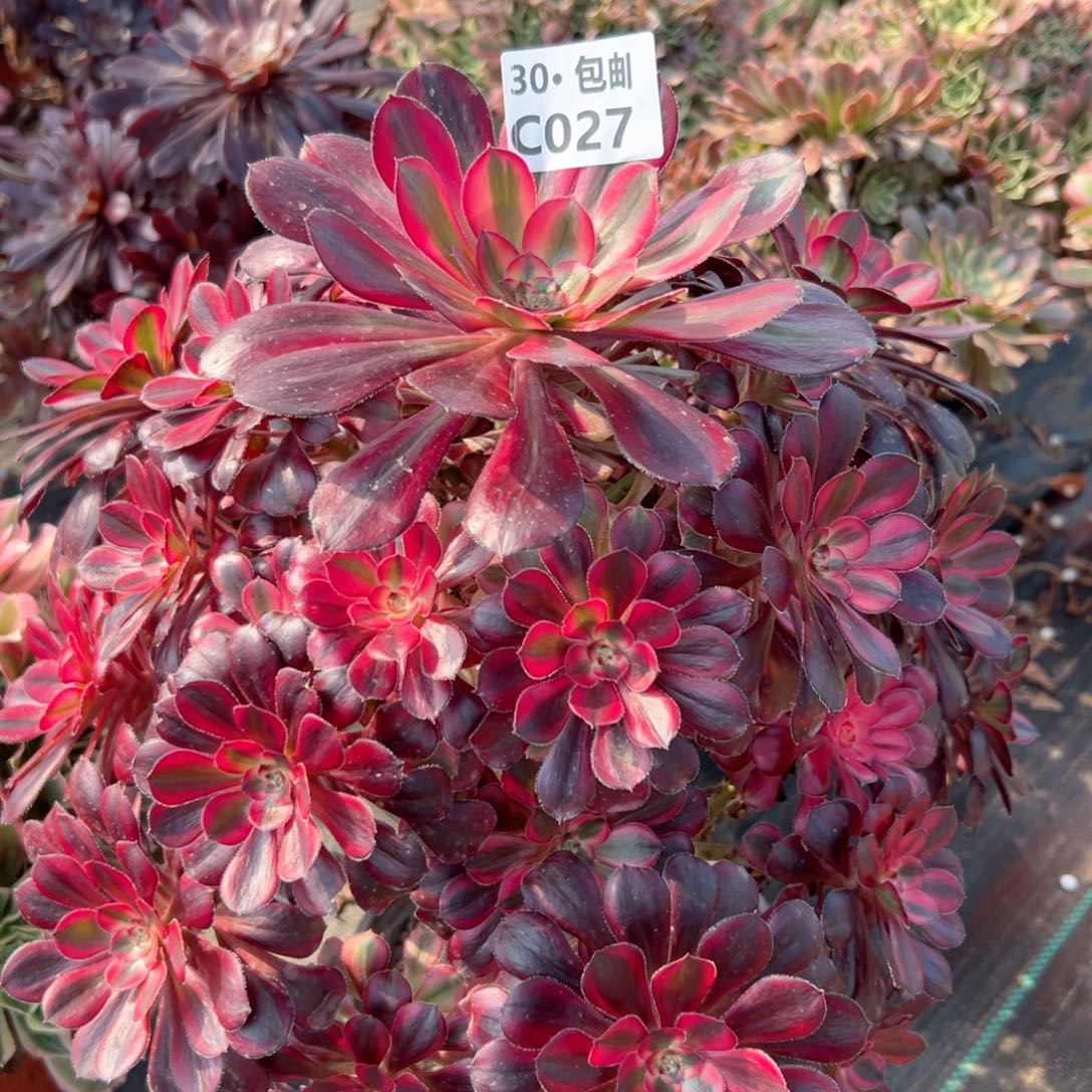 027 香奈法师多肉