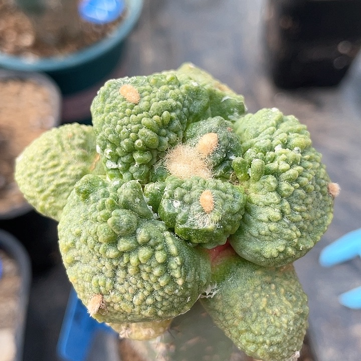 仙人球袖浦接哥斯拉怒涛146