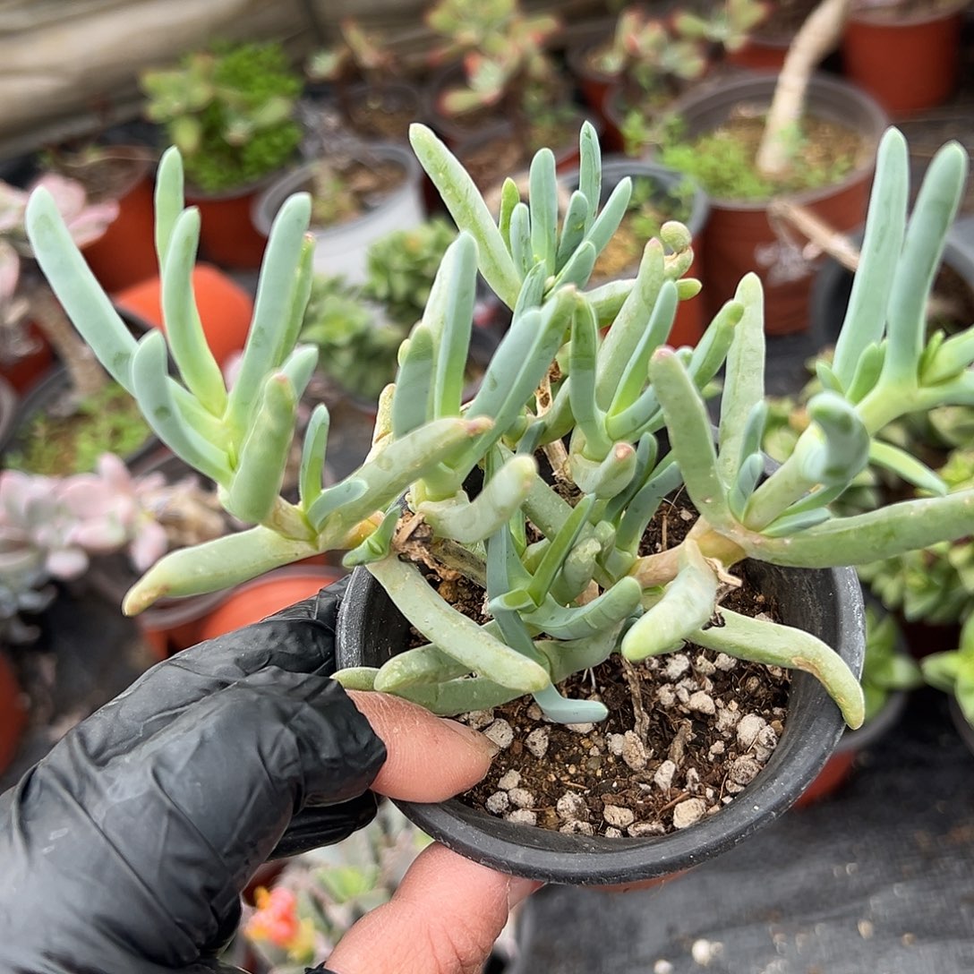 多肉植物橙花奔龙