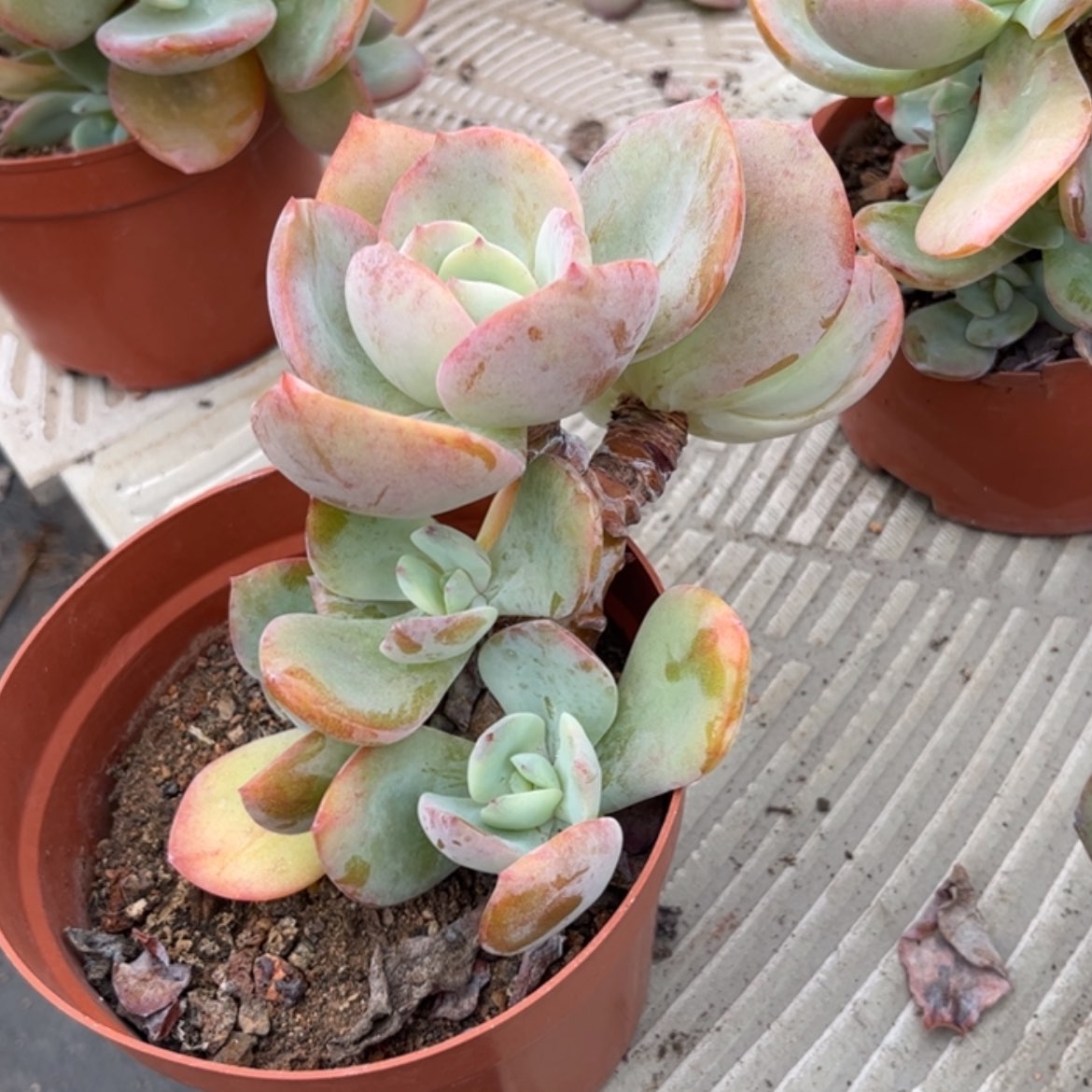 【闪购商品】无花朵@**?