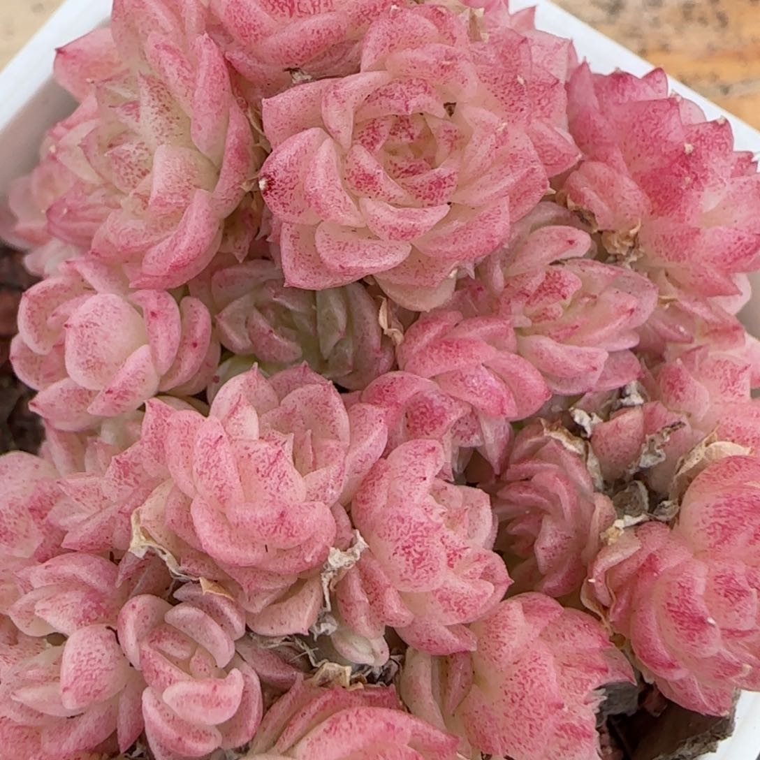 花语逸镜0203-530散