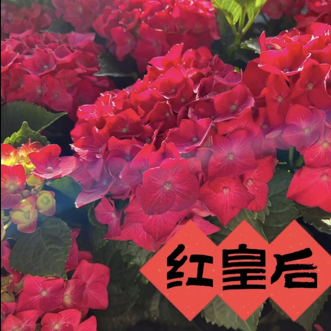 晓春花园【红皇后】老枝条开花-2加仑盆-带花苞发货
