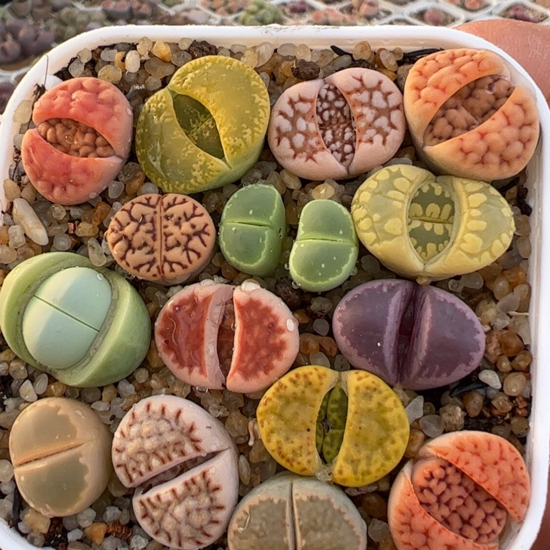 一组带盆发货多肉植物