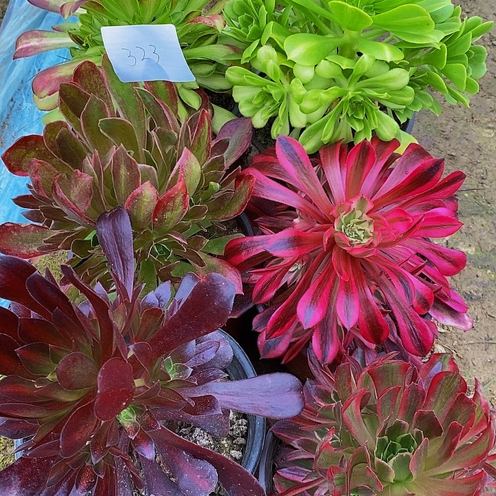 法师锦多肉组合323