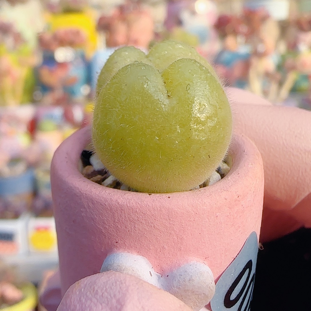 L 可爱小毛翠 盆口2cm