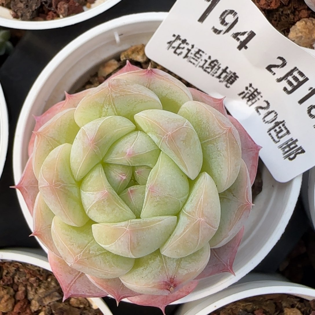 花语逸境0218-194