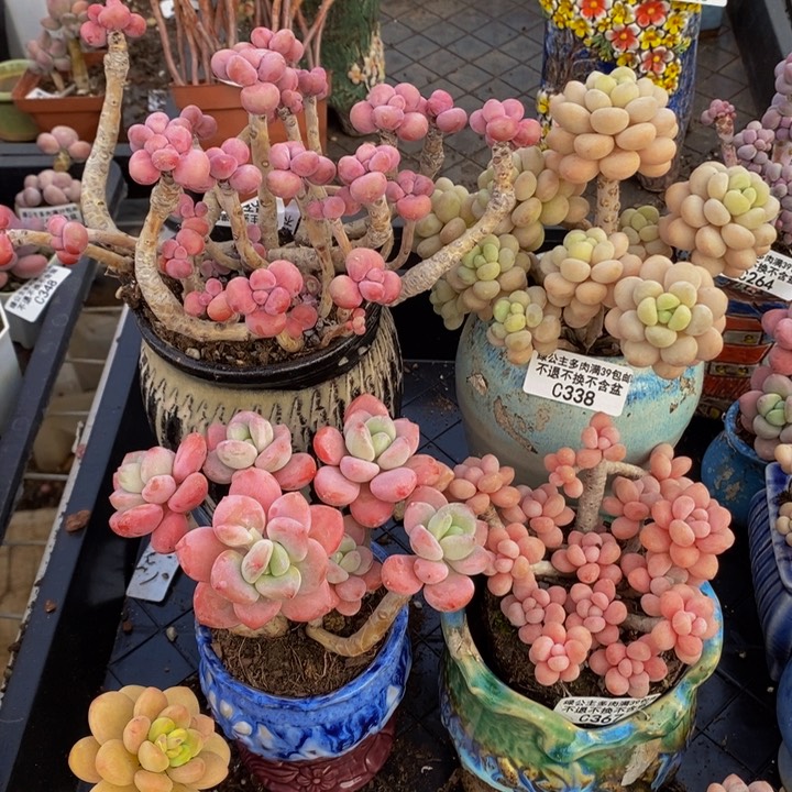 桃蛋188，洛可可36，洛神26鱼子酱38多肉植物