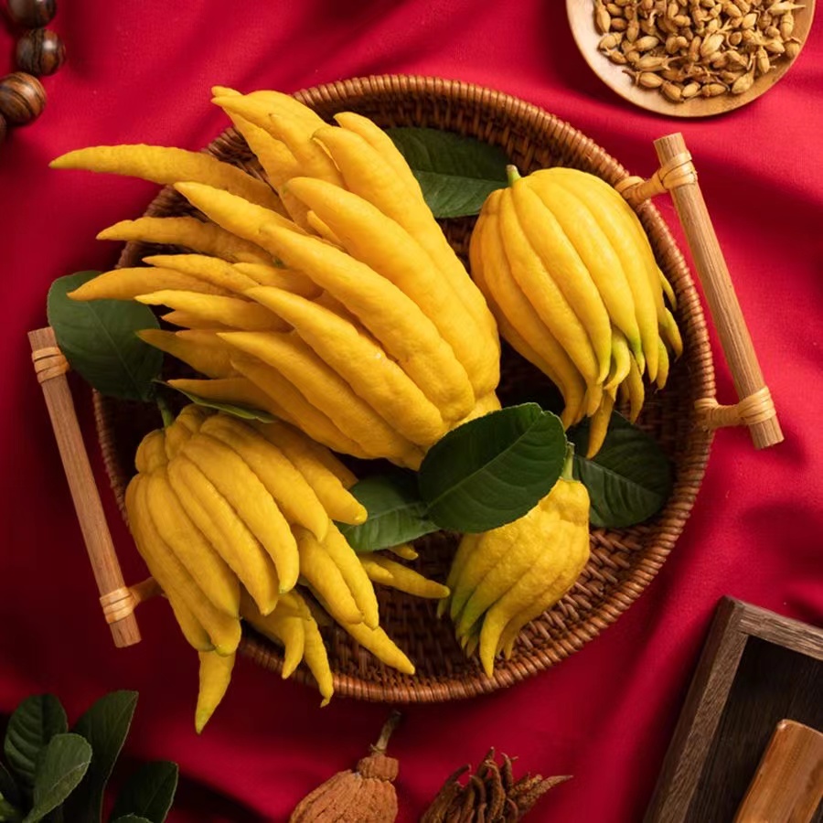 金华佛手水培水养观赏闻香金华佛手柑花