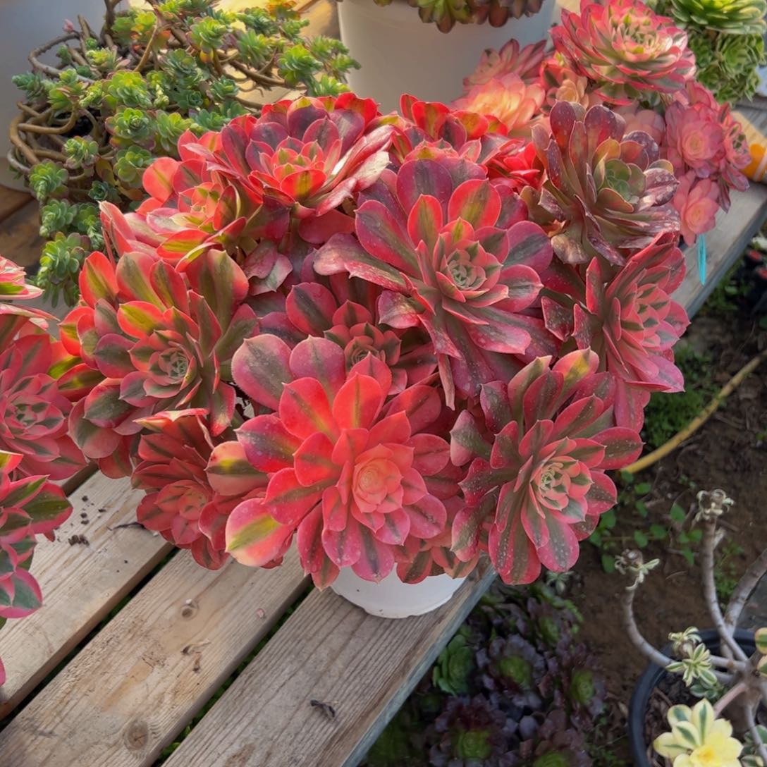 11111炖肉植物发货女巫