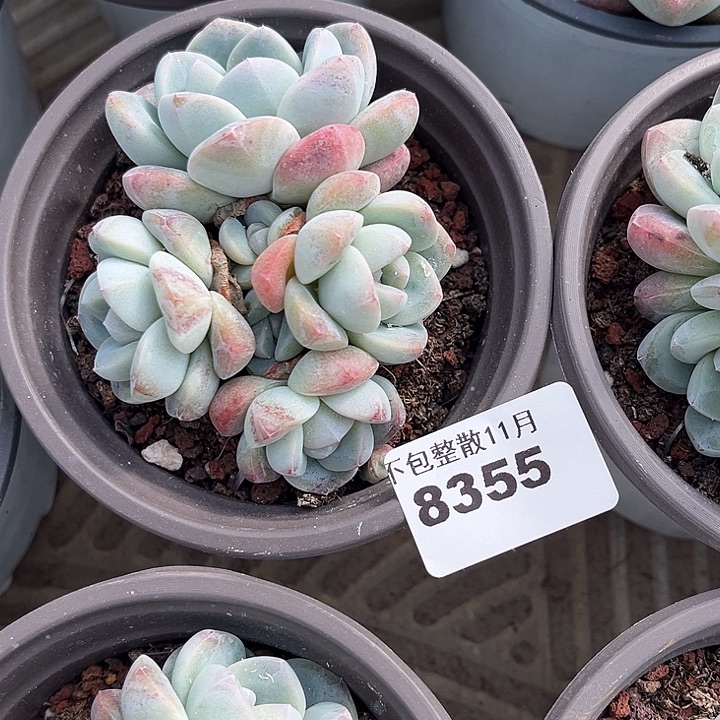 阿雅园艺。       8355