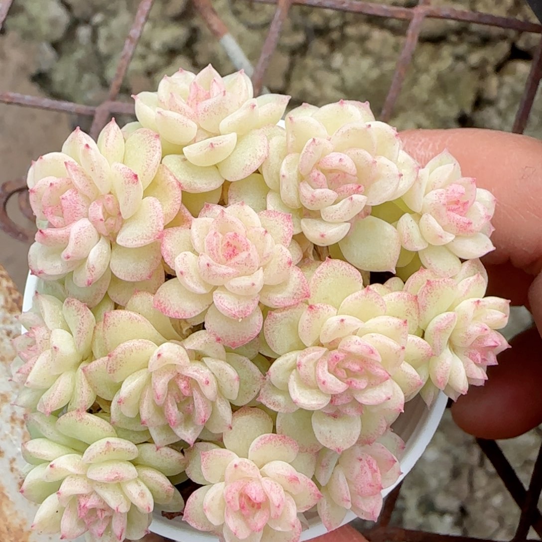 【闪购商品】0201-126编号麦杆