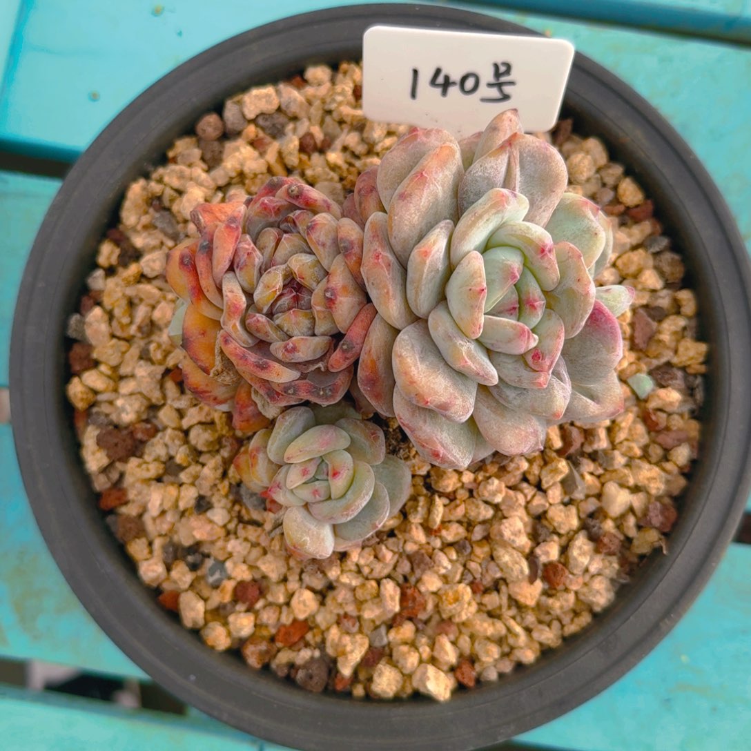 140号多肉111111111111