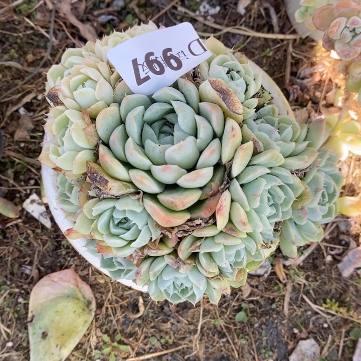 只***好997白女王多肉植物多肉