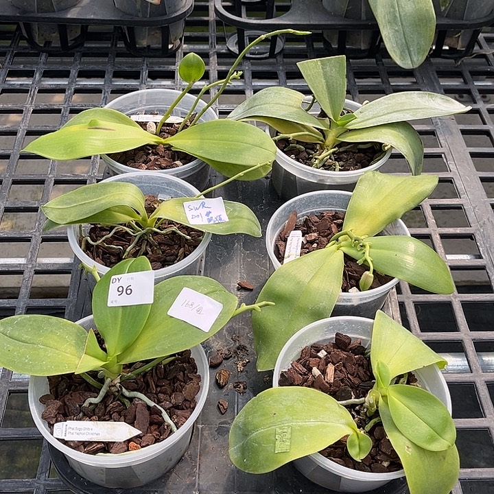 完全开放96特价瑕疵苗叶根系都不好裸根发货任何原因不售后