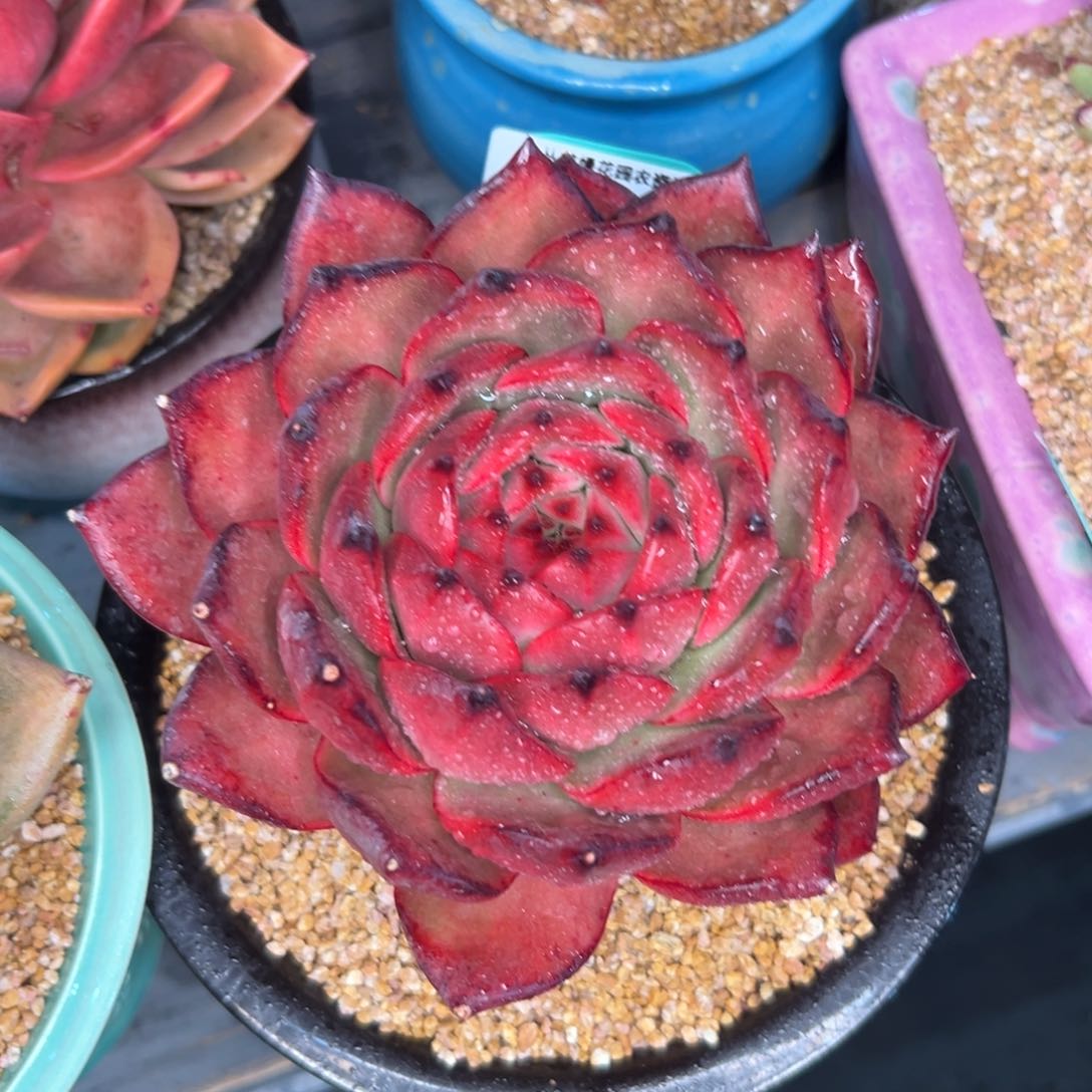 多肉一物一拍0216-289