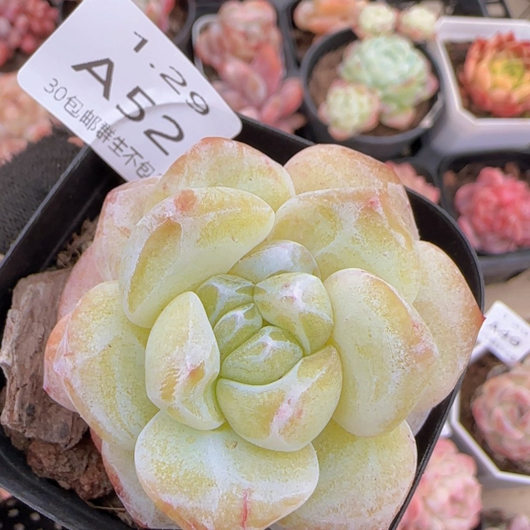 雪瓷石化单头一颗脱土