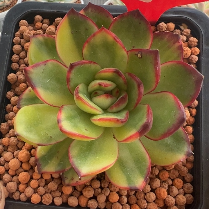 6号保利安娜锦多肉