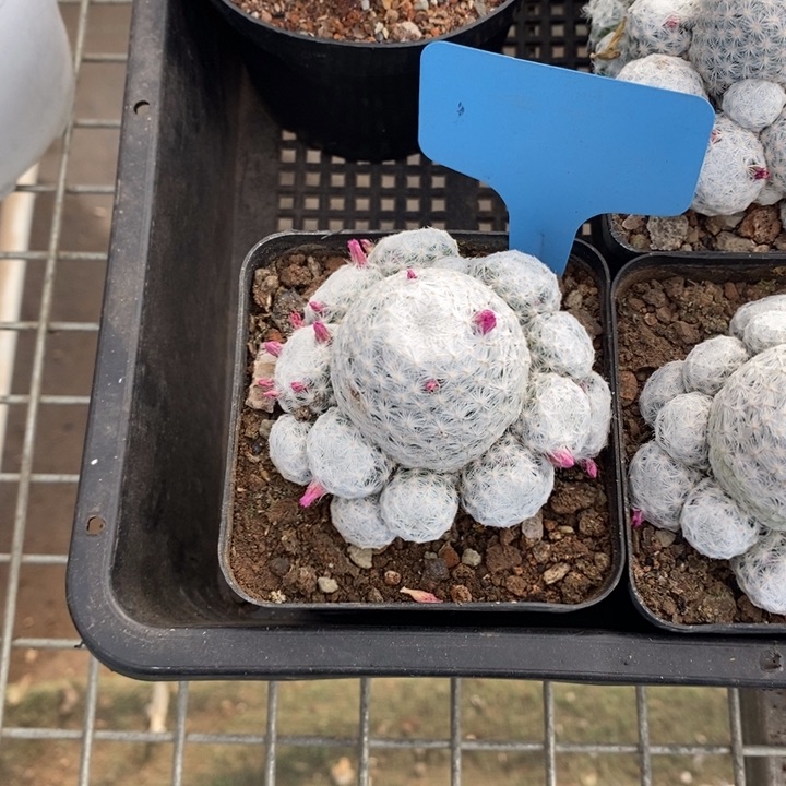 叶*Q伯克利和格蕾纳等著名音乐