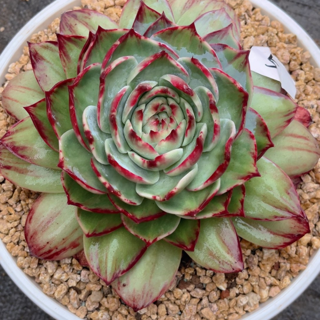 杨***扬11.4-5惊鸿1111111111