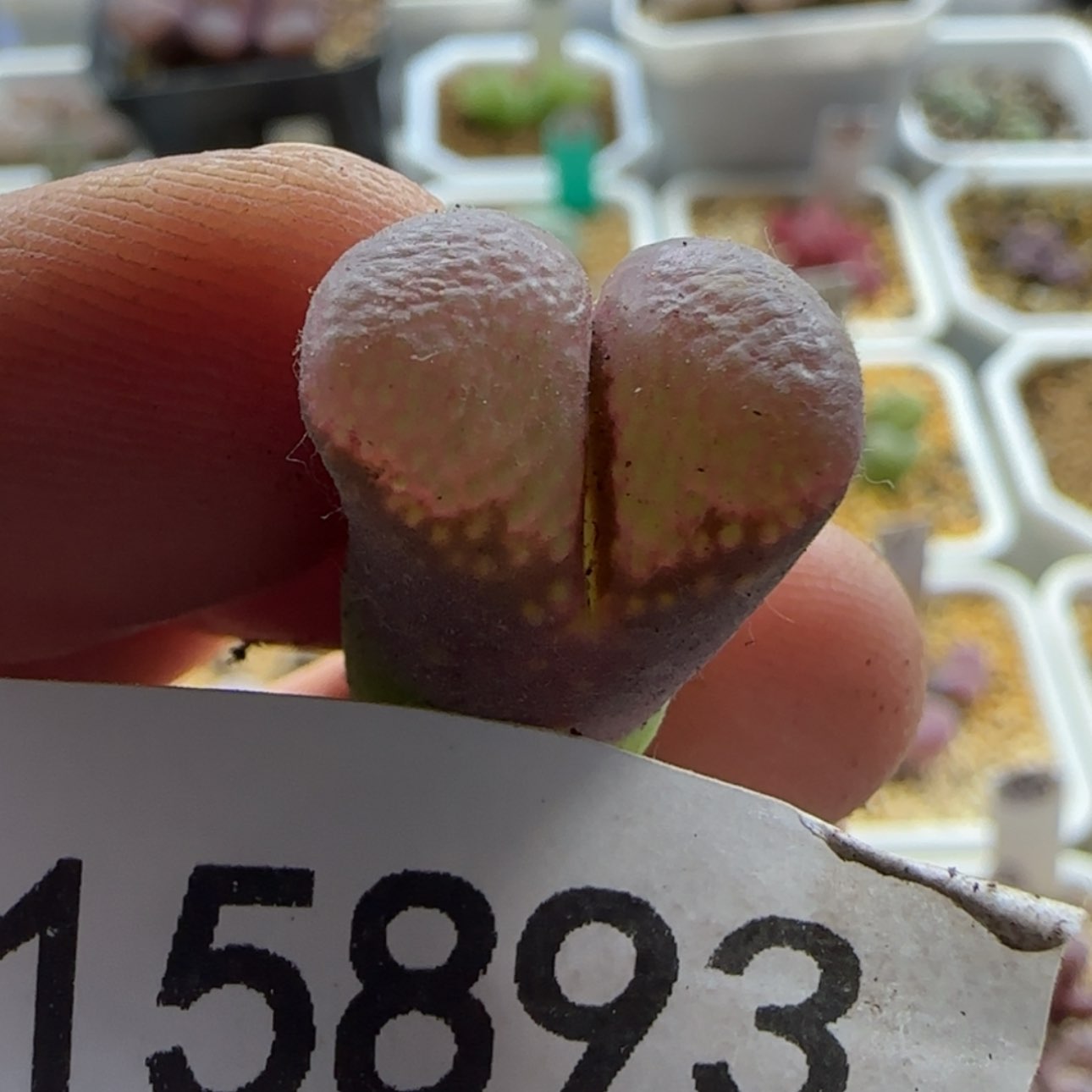 【闪购商品】八***曼15893    