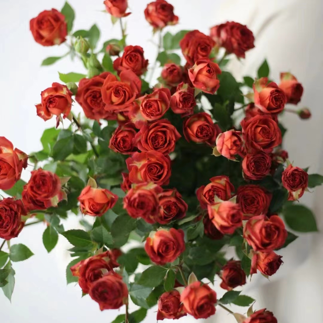 花花 巧克力泡泡玫瑰18支+2支防损 一单包邮云南直发