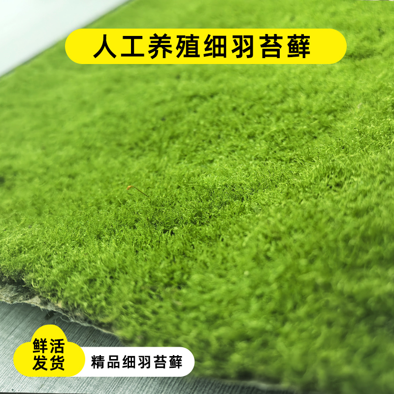 人工细羽藓苔藓人工造景培育雨淋缸微景观缸草皮假山铺面盆景青苔