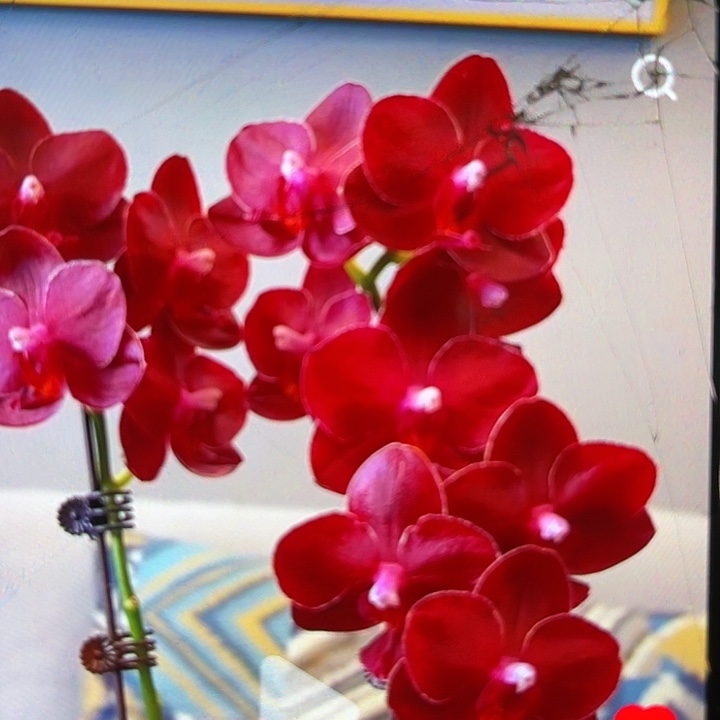 当前无花栽培后可以开花美杜莎