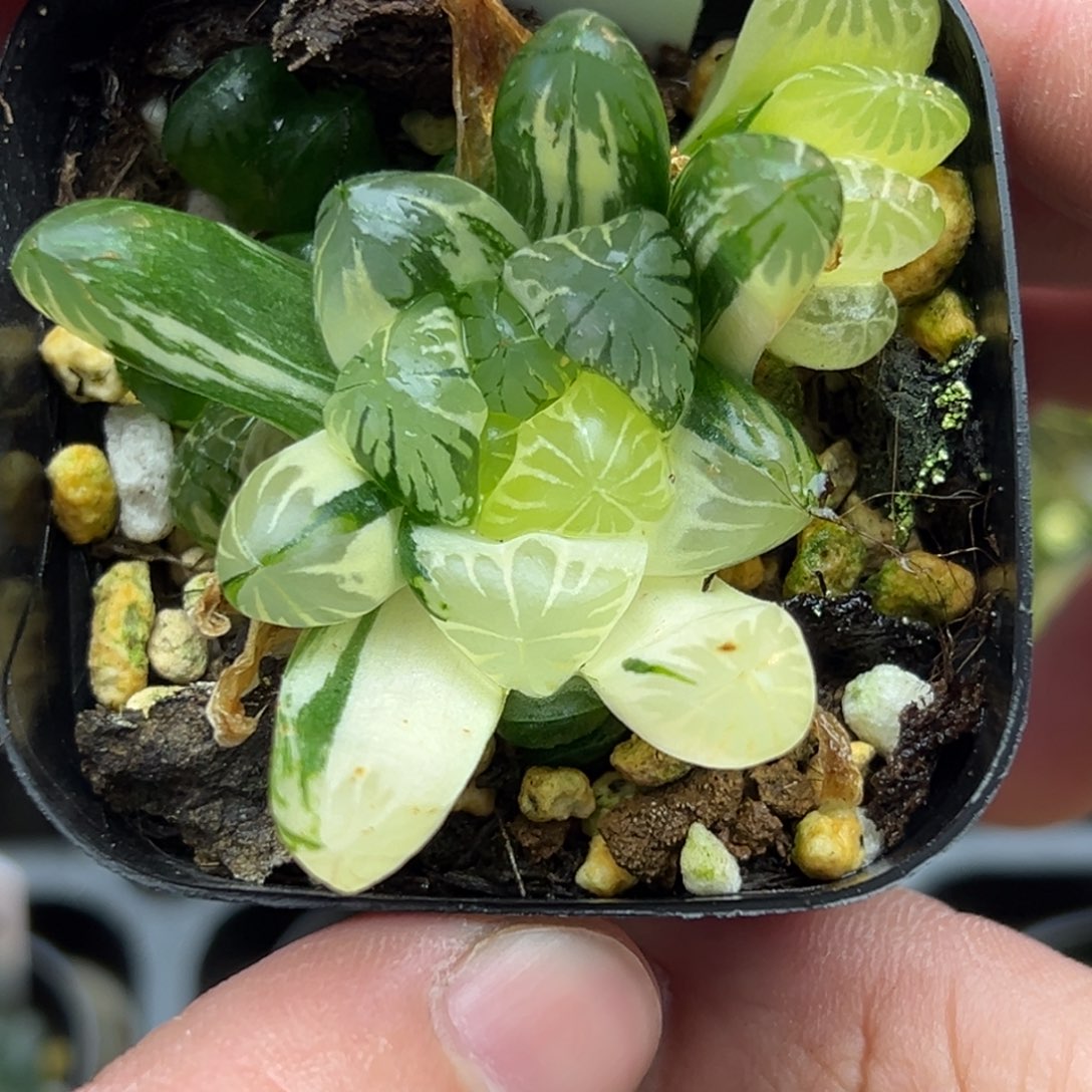 21残雪玉露锦一物一拍