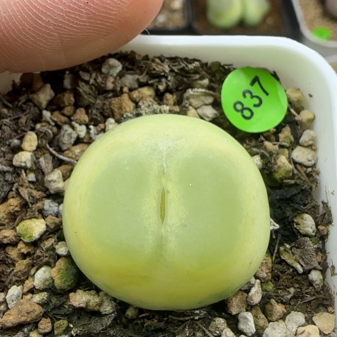 拉登2.6多肉植物837