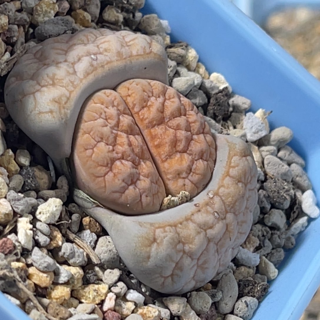 7174拿铁189凹凸睫毛