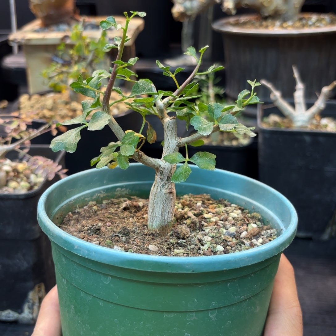 好望角橄榄带盆发货