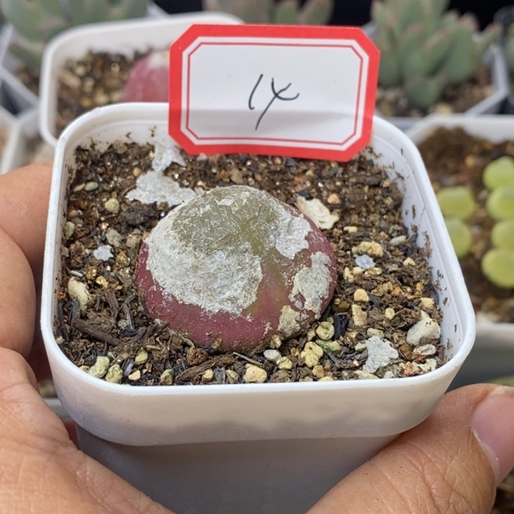 ****霉5656999999999999999