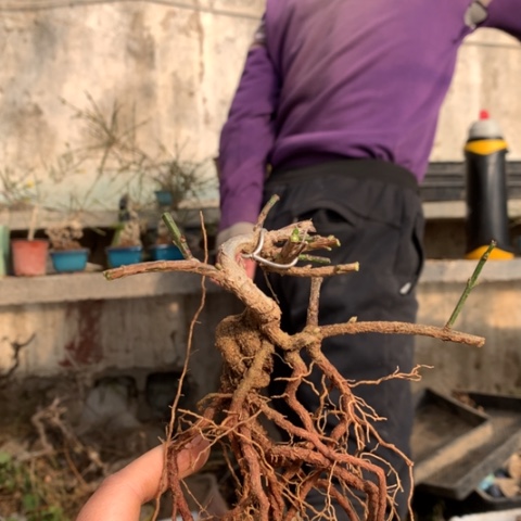 春***晓当前无花朵，栽培后可花朵