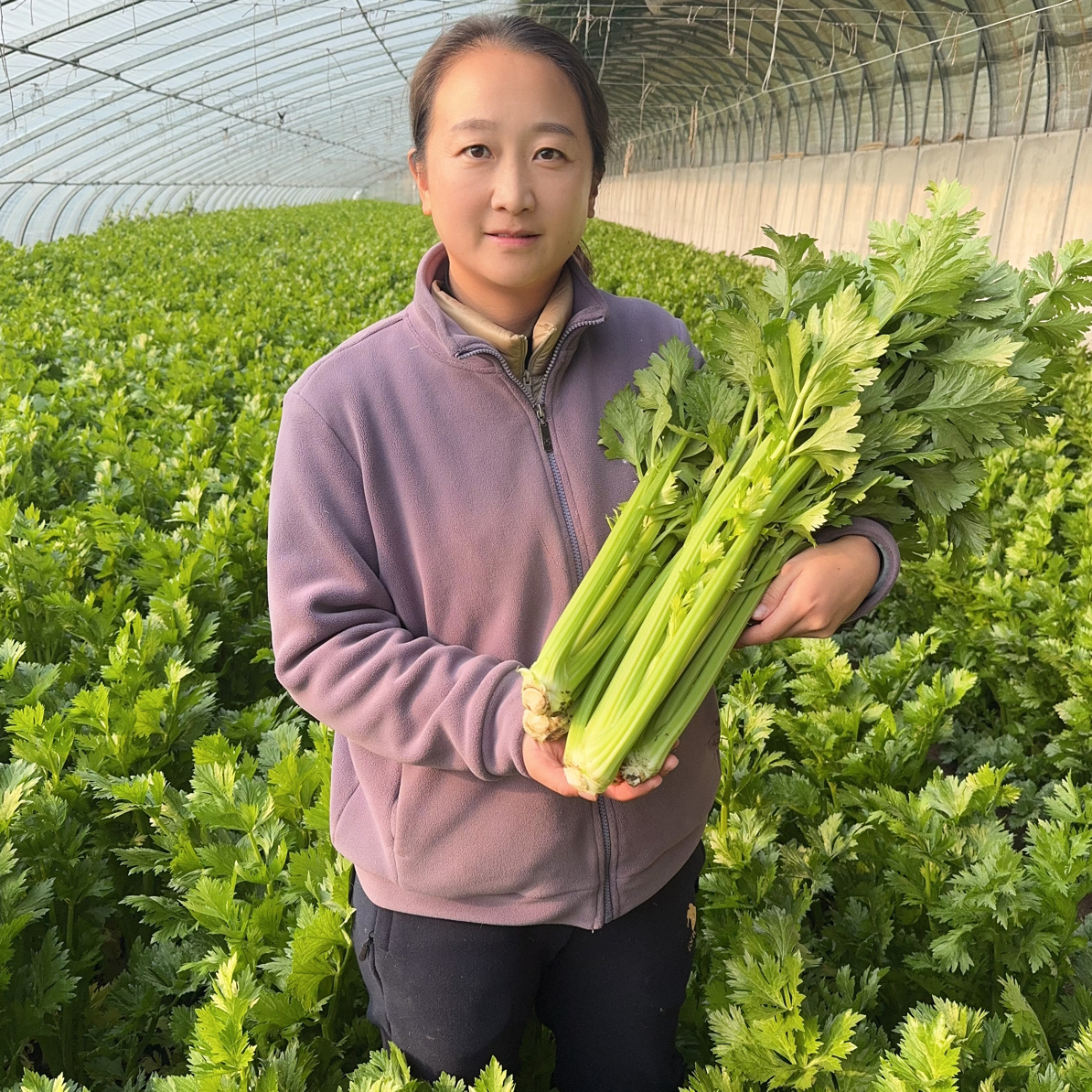 【众旺农场】西芹 荷兰芹 水果芹菜 榨汁西芹 2/3/5斤± 2两 顺丰包邮芹菜