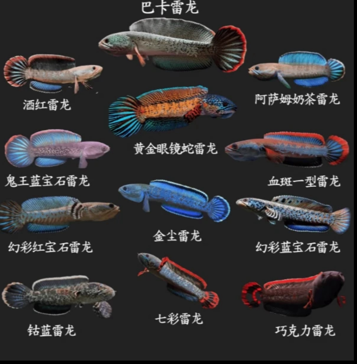 直播拍幻彩红宝石阿萨姆奶茶黄金眼镜蛇酒红雷龙观赏鱼生活彩虹