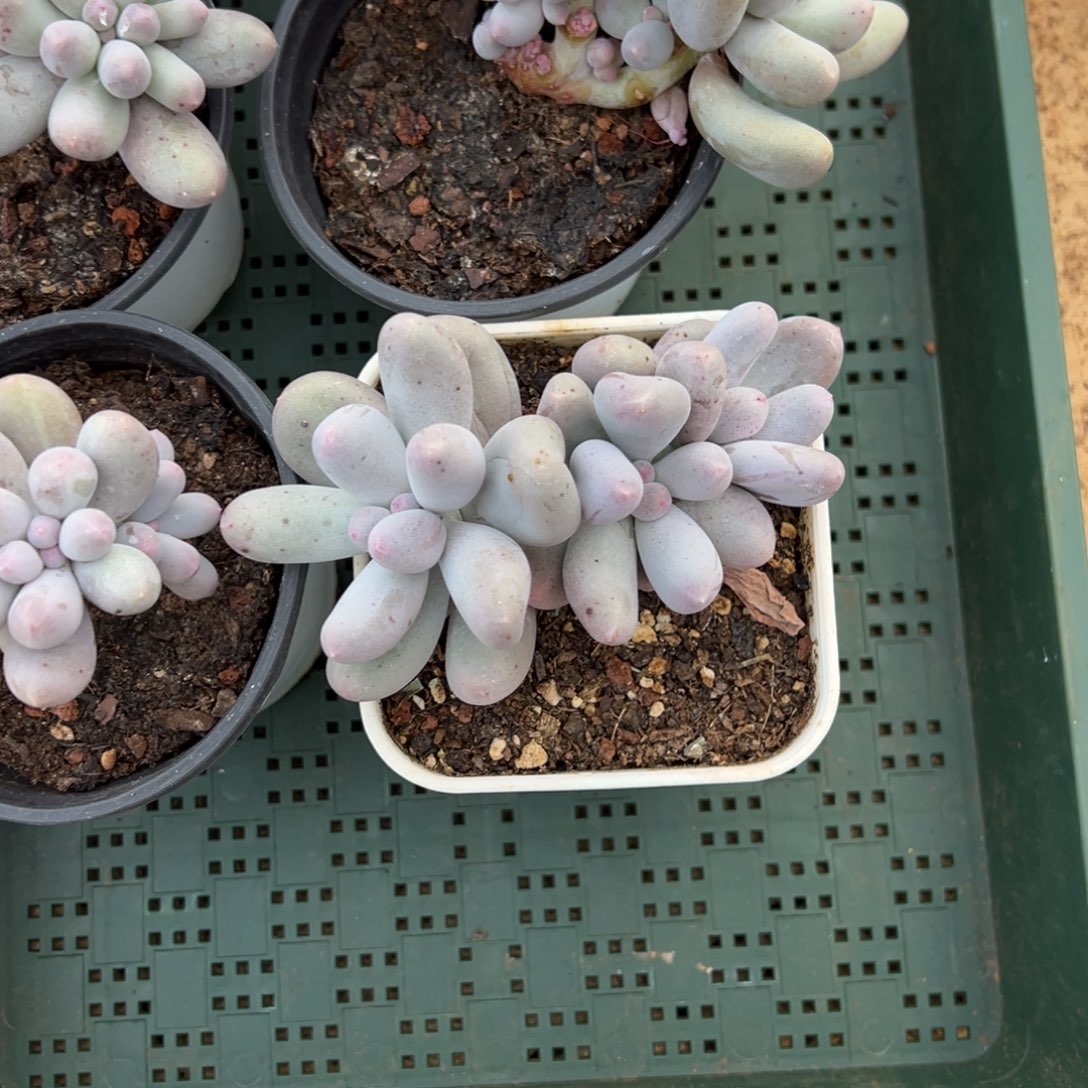 小***肌小彭10。          