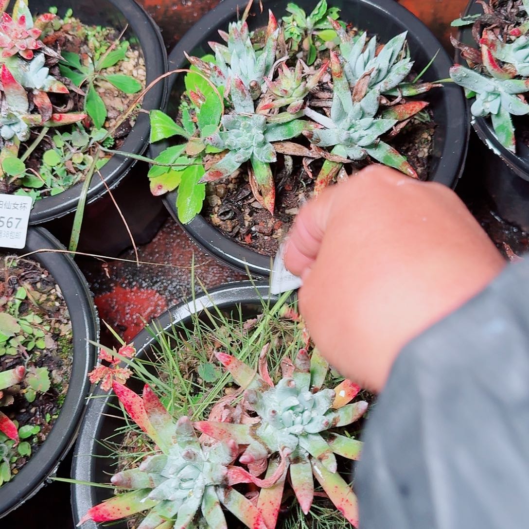 9568两颗仙女杯多肉