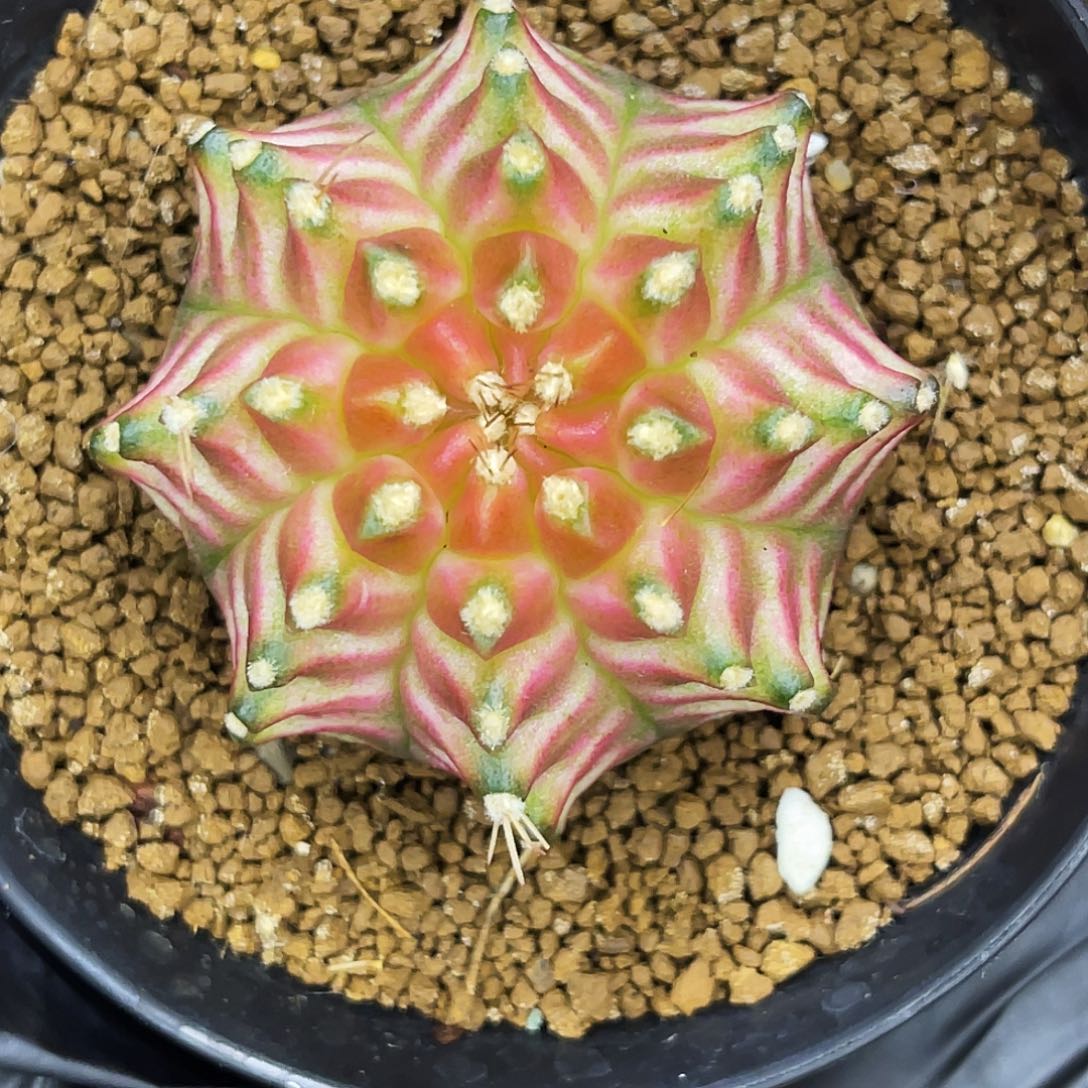 白樱花轮回 一物一拍