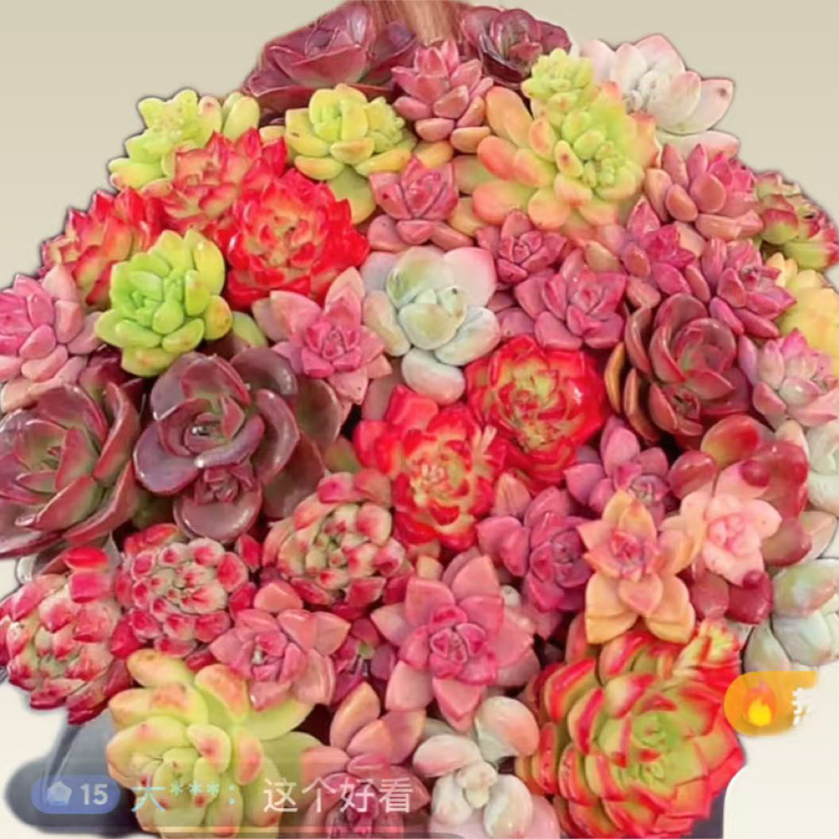 XS 多彩拼盘多肉植物耐旱 好养