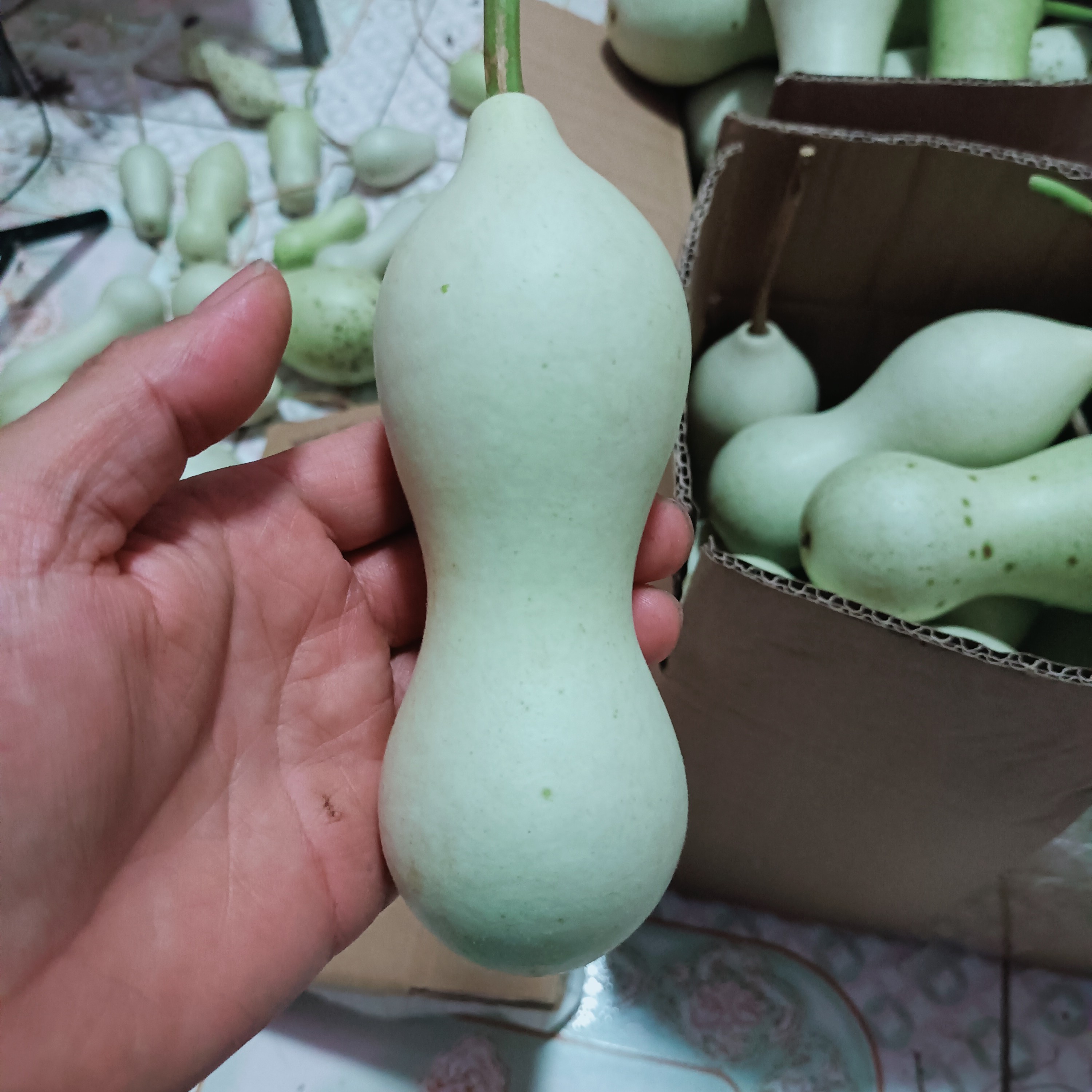 本长葫芦鸣虫葫芦（以直播间展示为主乱拍随机发）