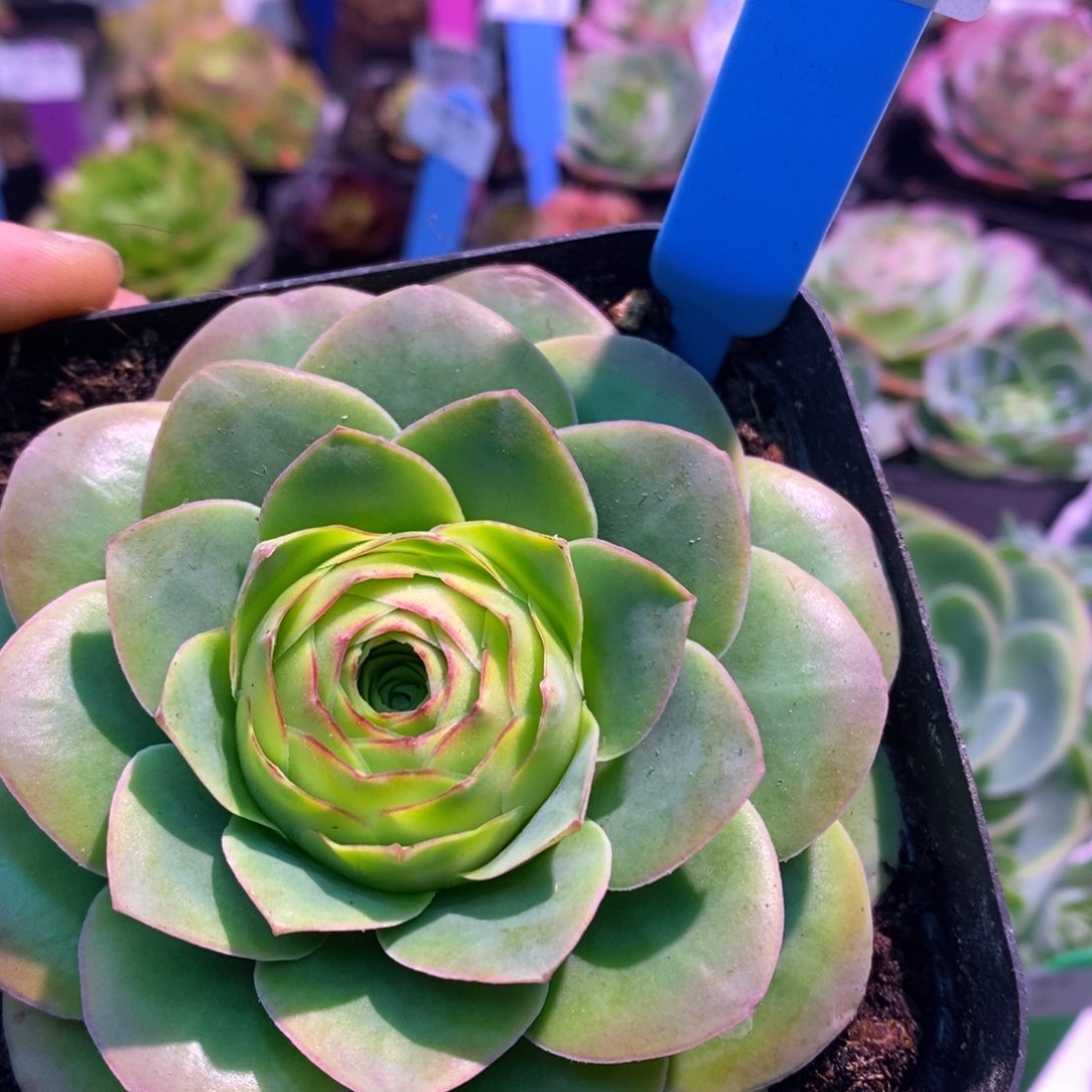 四月天——山地玫瑰