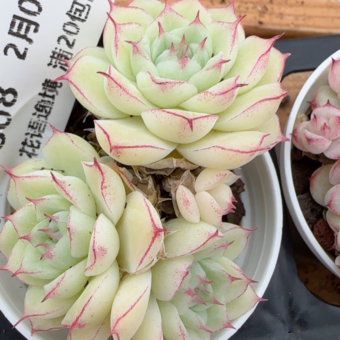 花语逸镜0203-608